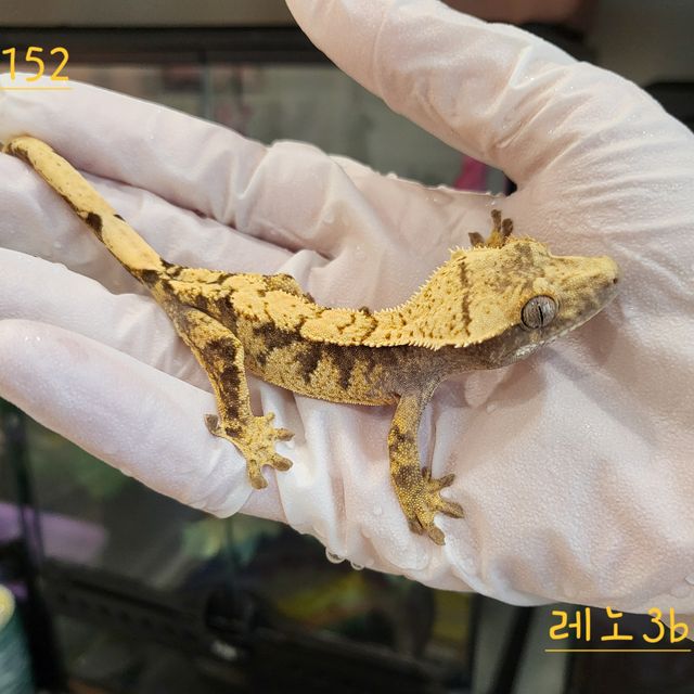 드리피 익스트림할리퀸