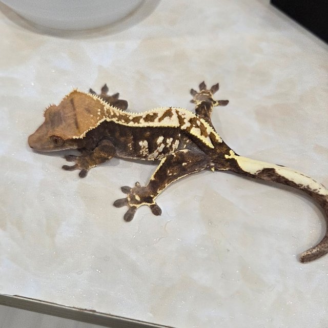 카푸치노 화이트핀