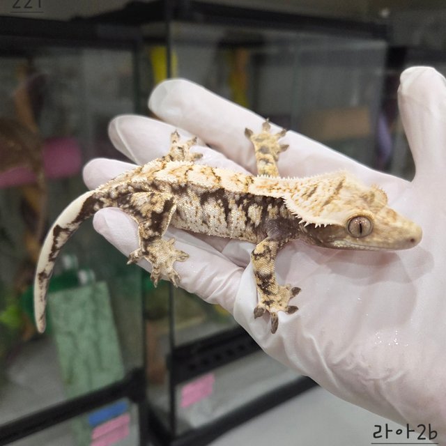 드리피 화이트스팟