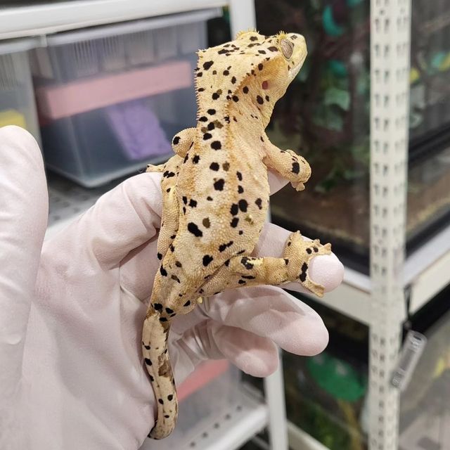 슈퍼달마시안