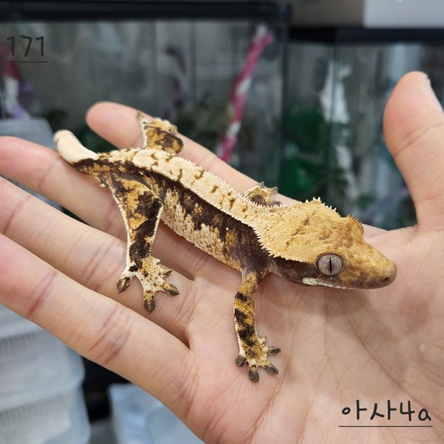 트라이 익스트림할리퀸
