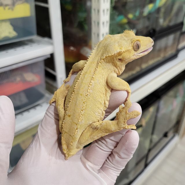 노멀 벅스킨 옐로우
