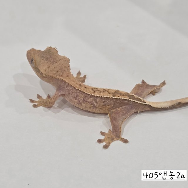 Hypo