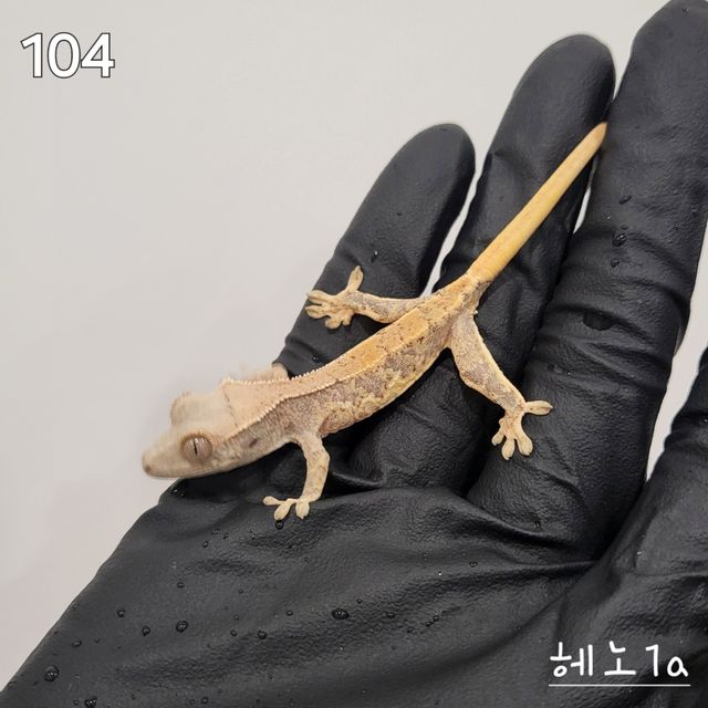 릴리화이트