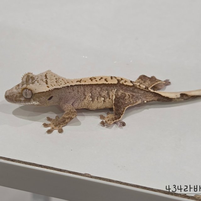 100% Het Axanthic