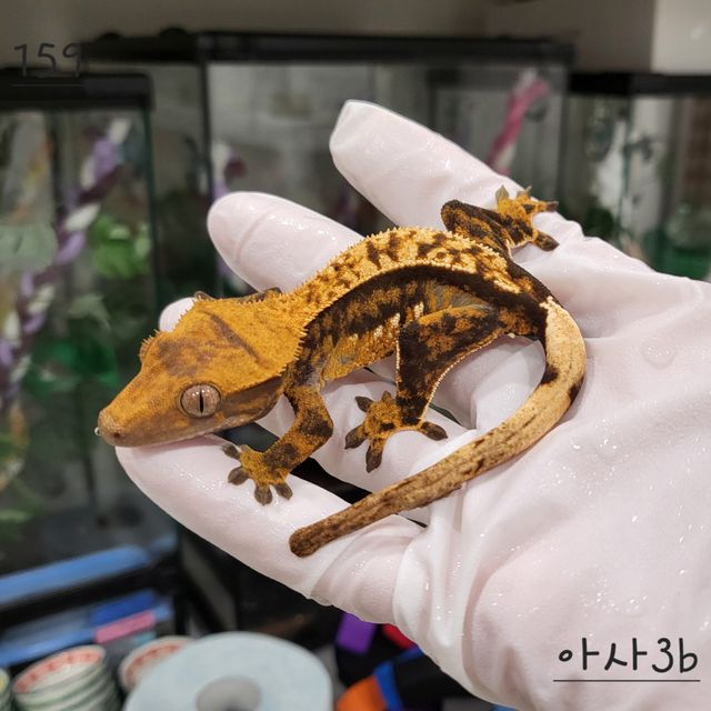 트라이 익스트림할리퀸 핀스트라이프 다크 텐저린