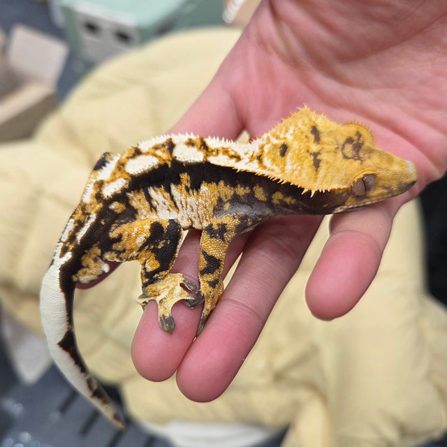 트라이 익스트림할리퀸