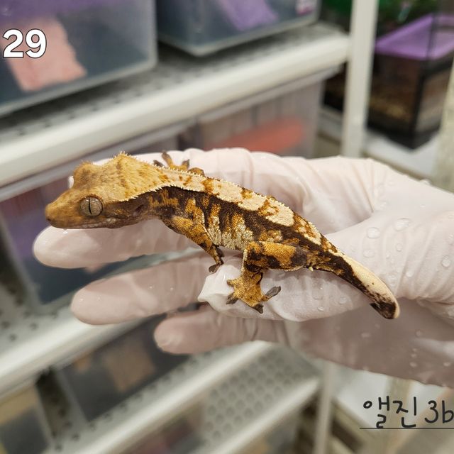 노멀 트라이 익스트림할리퀸