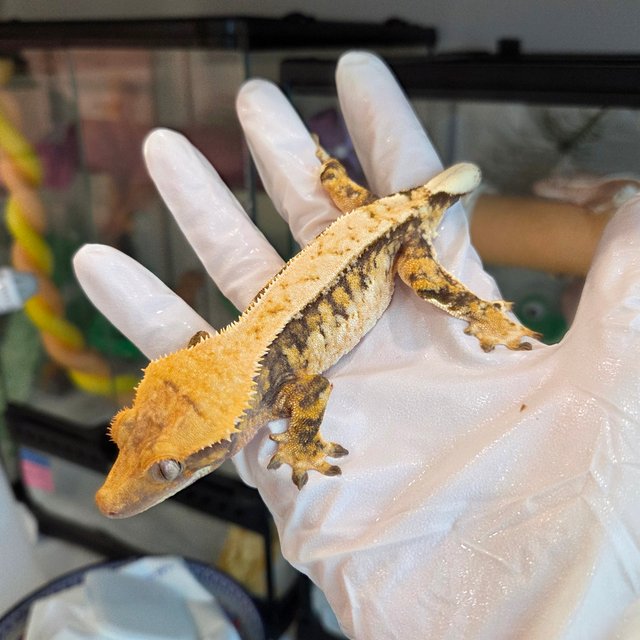 트라이 익스트림할리퀸 드리피 핀스트라이프