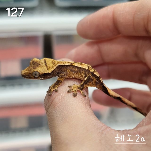 노멀 트라이 익스트림할리퀸