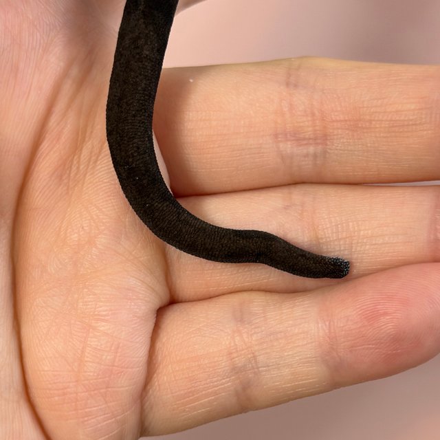 Axanthic Full Pinstripe
