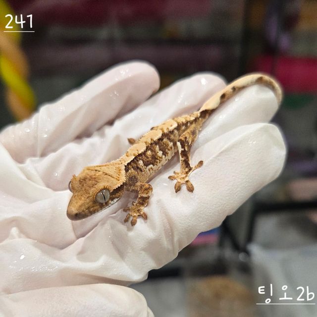 트라이 익스트림할리퀸