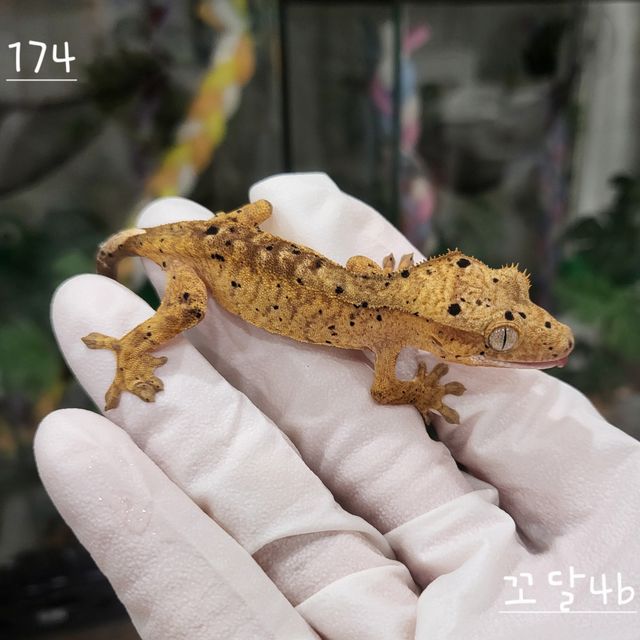 슈퍼달마시안