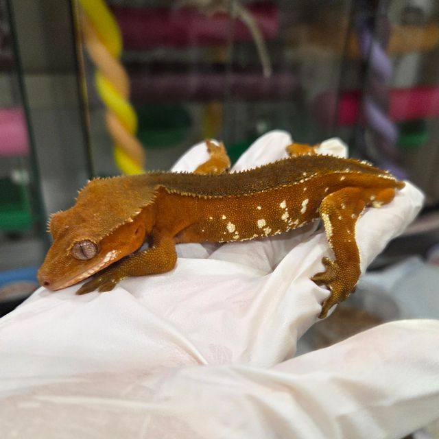 레드 바이 화이트포트홀 핀스트라이프 솔리드백