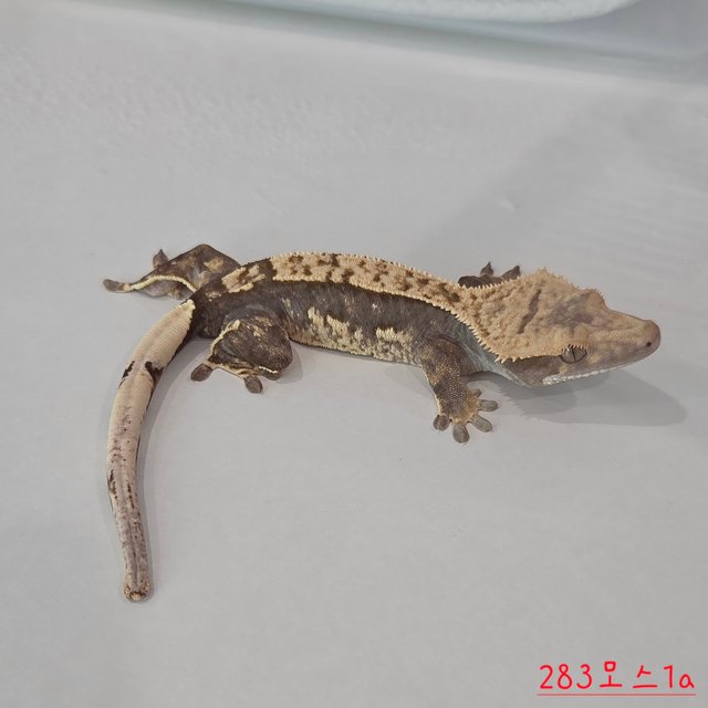 100% Het Axanthic