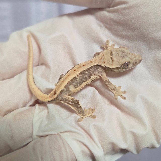 릴리100%헷아잔틱