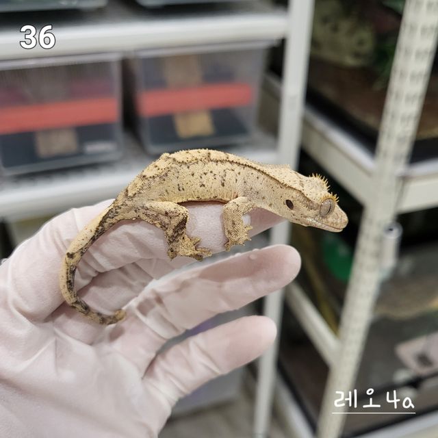 노멀 옐로우 크림시클