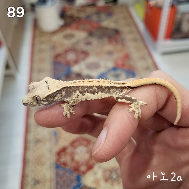 릴리화이트 풀핀