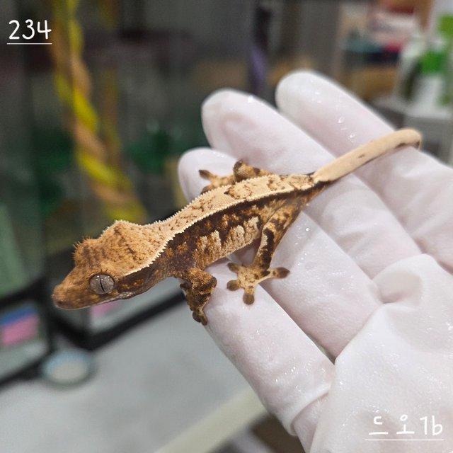 트라이 익스트림할리퀸 핀스트라이프