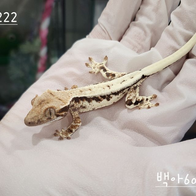 프라푸치노
