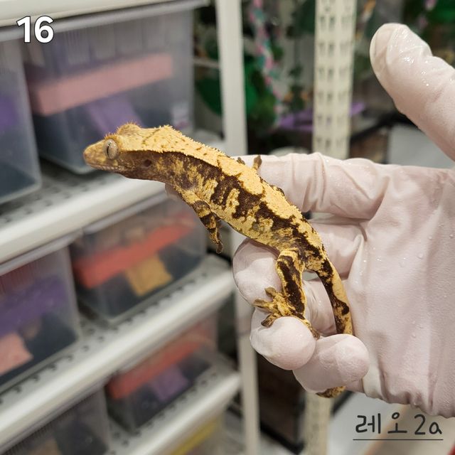 노멀 트라이 익스트림할리퀸