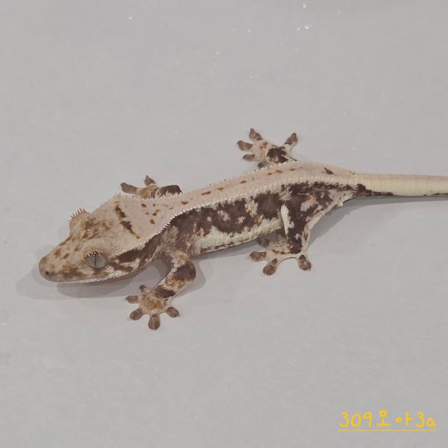 Lilly 100% Het Axanthic