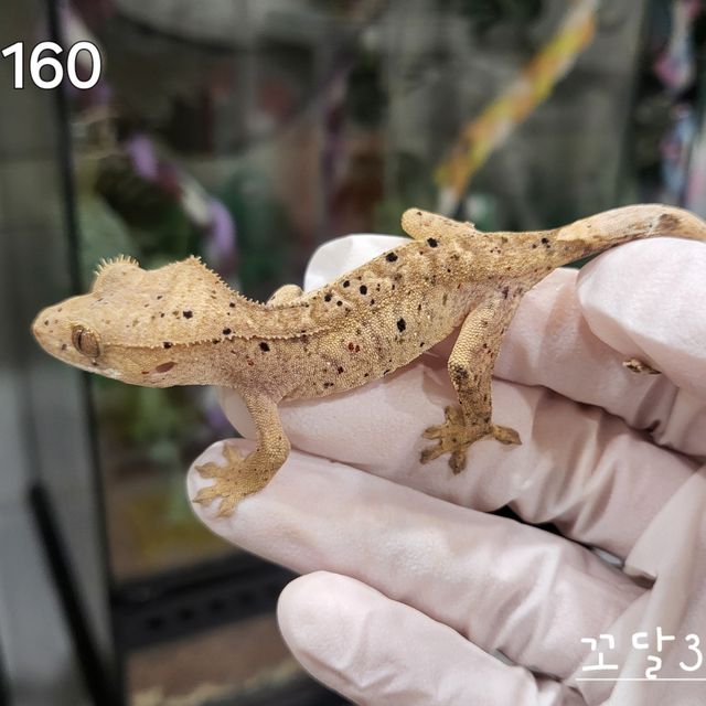 슈퍼달마시안