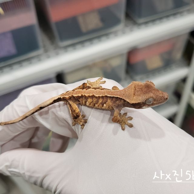 노멀 트라이 솔리드백 익스트림할리퀸