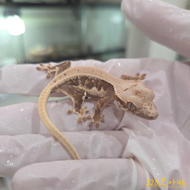 Lilly 100% Het Axanthic