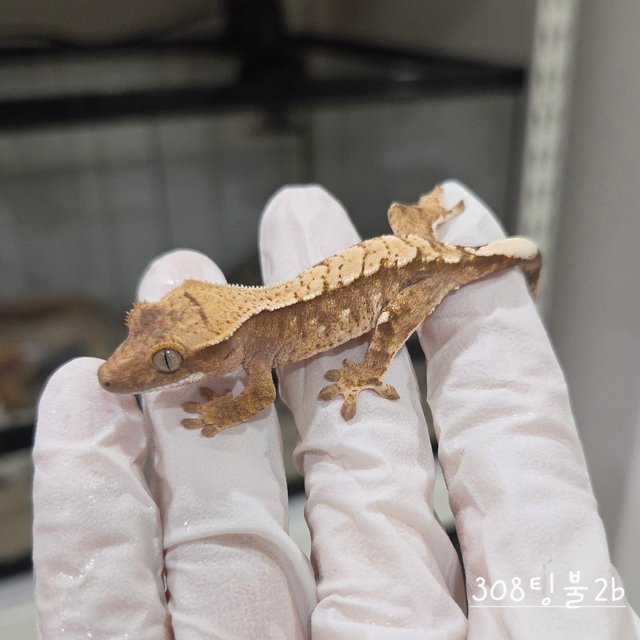 트라이 익스트림할리퀸