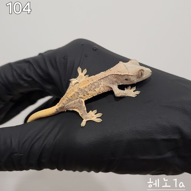 릴리화이트