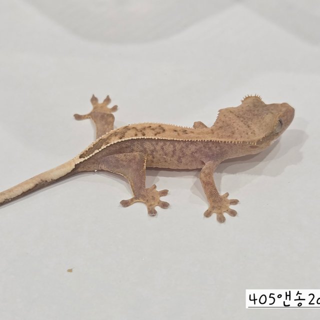Hypo