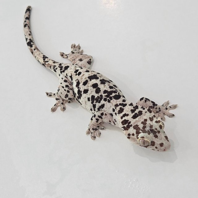 Super Dalmatian