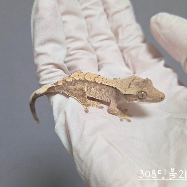 트라이 익스트림할리퀸