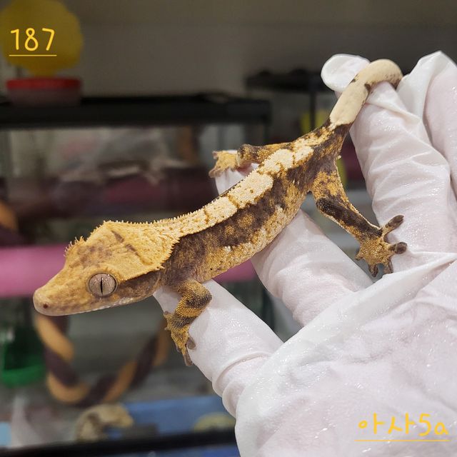 트라이 익스트림할리퀸 텐저린