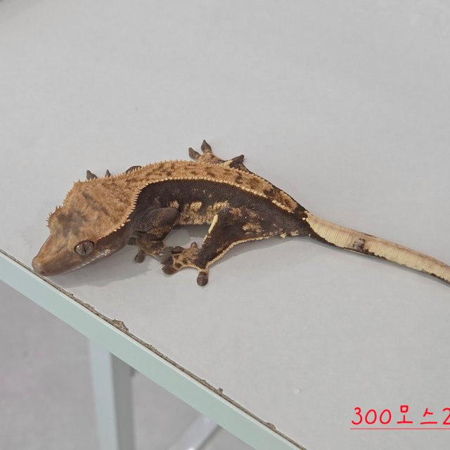 100% Het Axanthic