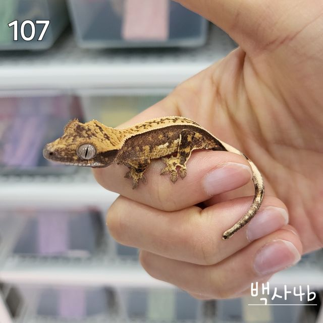 노멀 트라이 풀핀 핀스트라이프