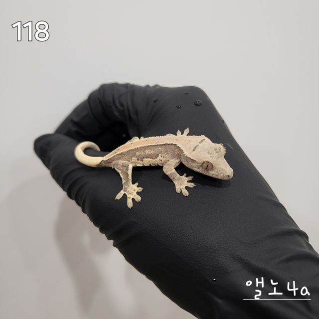 릴리화이트
