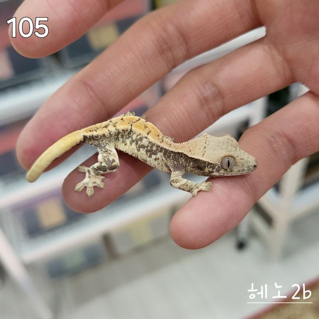 릴리화이트