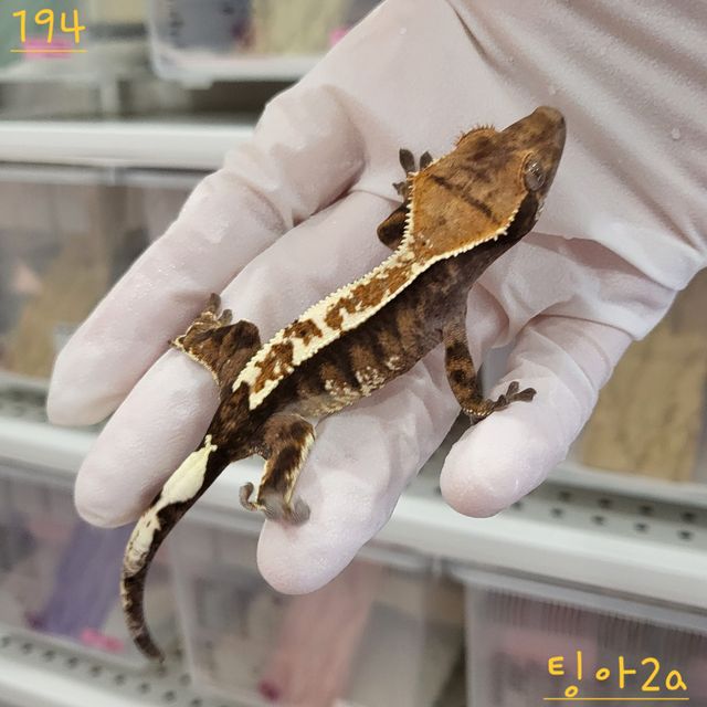 카푸치노 트라이 익스트림할리퀸 핀스트라이프