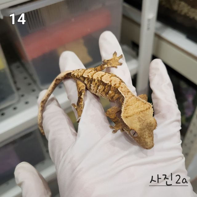 노멀 트라이 익스트림할리퀸 화이트핀