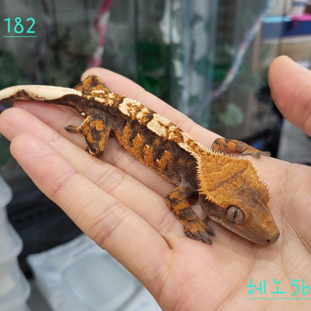 익스트림할리퀸 텐저린