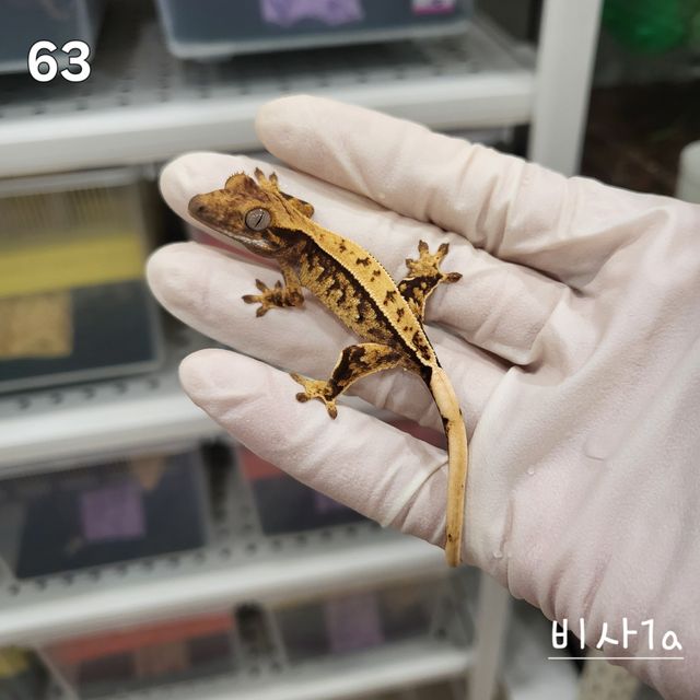 노멀 트라이 익스트림할리퀸 풀핀 화이트스팟