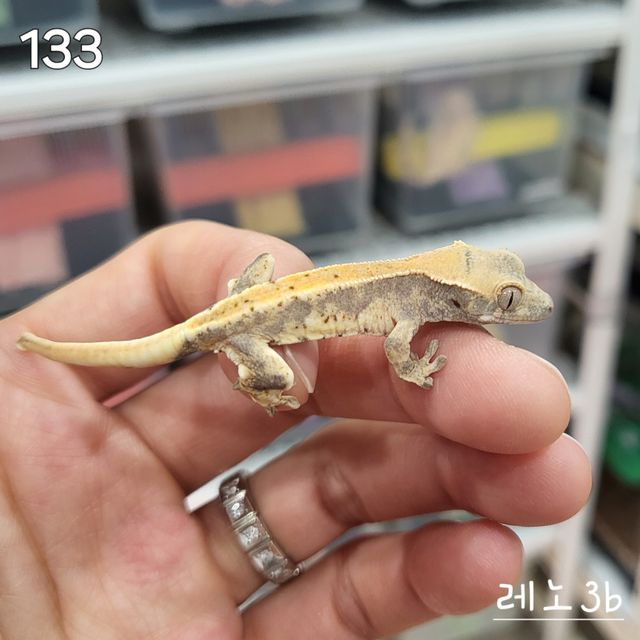 릴리화이트