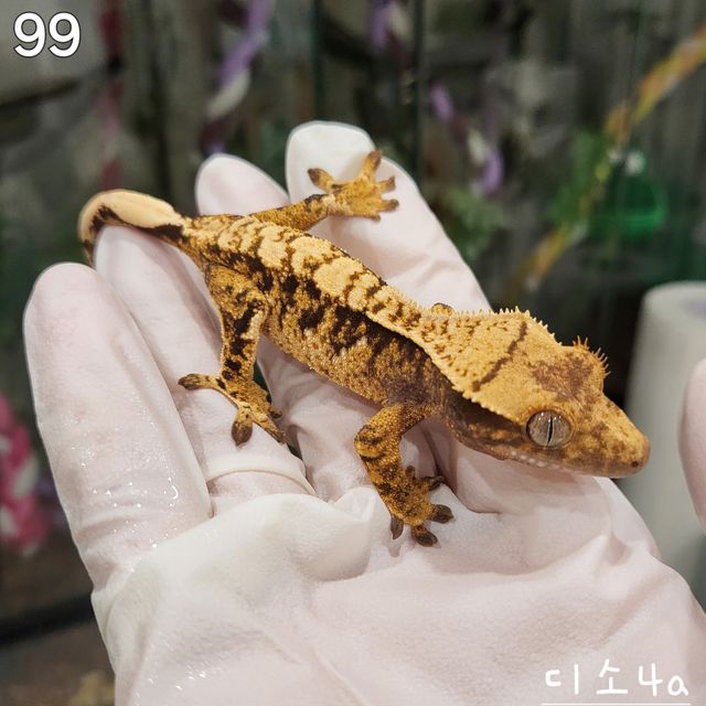 드리피 노멀 익스트림할리퀸