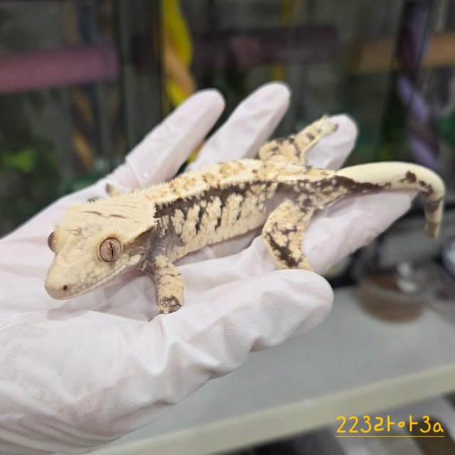 트라이 익스트림할리퀸 드리피 화이트스팟