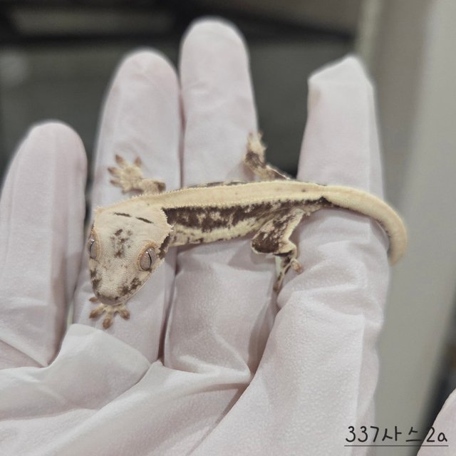 릴리100%헷아잔틱