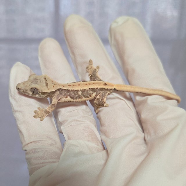 릴리100%헷아잔틱