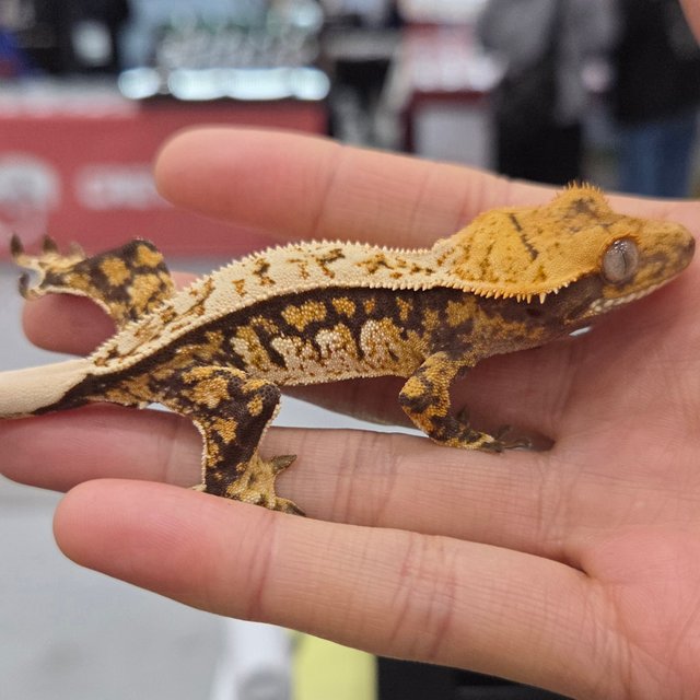 트라이 익스트림할리퀸 핀스트라이프