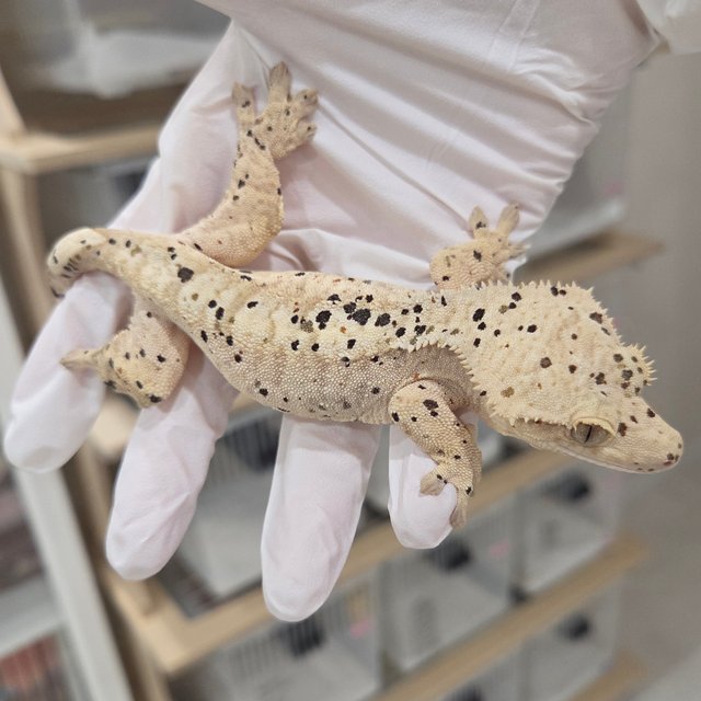 Super Dalmatian